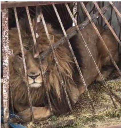 Lion frozen to death in private zoo