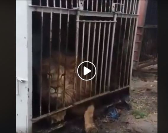 Padalko caged lion